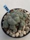 Lophophora Williamsii 8-9 cm 17 years old seed ownroot flower seedling ロフォフォラ　烏羽玉　仔吹き　サボテン