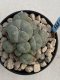 Lophophora Williamsii 8-9 cm 17 years old seed ownroot flower seedling ロフォフォラ　烏羽玉　仔吹き　サボテン