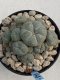 Lophophora Williamsii 8-9 cm 17 years old seed ownroot flower seedling ロフォフォラ　烏羽玉　仔吹き　サボテン