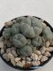 Lophophora Williamsii 8-9 cm 17 years old seed ownroot flower seedling ロフォフォラ　烏羽玉　仔吹き　サボテン