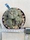 Lophophora Williamsii 8-9 cm 17 years old seed ownroot flower seedling ロフォフォラ　烏羽玉　仔吹き　サボテン