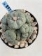 Lophophora Williamsii 8-9 cm 17 years old seed ownroot flower seedling ロフォフォラ　烏羽玉　仔吹き　サボテン