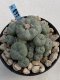 Lophophora Williamsii 8-9 cm 17 years old seed ownroot flower seedling ロフォフォラ　烏羽玉　仔吹き　サボテン