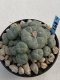 Lophophora Williamsii 8-9 cm 17 years old seed ownroot flower seedling ロフォフォラ　烏羽玉　仔吹き　サボテン