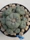 Lophophora Williamsii 8-9 cm 17 years old seed ownroot flower seedling ロフォフォラ　烏羽玉　仔吹き　サボテン