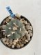 Lophophora Williamsii 5-6 cm 11 years old seed ownroot flower seedling ロフォフォラ　烏羽玉　仔吹き　サボテン