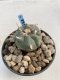 Lophophora Williamsii 5-6 cm 11 years old seed ownroot flower seedling ロフォフォラ　烏羽玉　仔吹き　サボテン