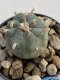 Lophophora Williamsii 5-6 cm 11 years old seed ownroot flower seedling ロフォフォラ　烏羽玉　仔吹き　サボテン