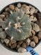 Lophophora Williamsii 5-6 cm 11 years old seed ownroot flower seedling ロフォフォラ　烏羽玉　仔吹き　サボテン