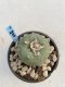 Lophophora Diffusa 5-6 cm 11 years old seed ownroot flower seedling ロフォフォラ　烏羽玉　仔吹き　サボテン