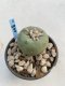 Lophophora Diffusa 5-6 cm 11 years old seed ownroot flower seedling ロフォフォラ　烏羽玉　仔吹き　サボテン