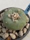 Lophophora Diffusa 5-6 cm 11 years old seed ownroot flower seedling ロフォフォラ　烏羽玉　仔吹き　サボテン