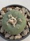 Lophophora Diffusa 5-6 cm 11 years old seed ownroot flower seedling ロフォフォラ　烏羽玉　仔吹き　サボテン