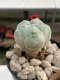 Lophophora Williamsii Texana 5-6 cm 11 years old seed ownroot flower seedling ロフォフォラ　烏羽玉　仔吹き　サボテン