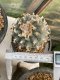 Lophophora Williamsii 9-10 cm 31 years old seed ownroot flower seedling ロフォフォラ　烏羽玉　仔吹き　サボテン(copy)