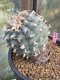 Lophophora Williamsii 9-10 cm 31 years old seed ownroot flower seedling ロフォフォラ　烏羽玉　仔吹き　サボテン(copy)