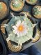 Lophophora Williamsii  8-9 cm 25 years old seed ownroot flower seedling ロフォフォラ　烏羽玉　仔吹き サボテン