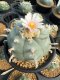 Lophophora Williamsii  8-9 cm 25 years old seed ownroot flower seedling ロフォフォラ　烏羽玉　仔吹き サボテン