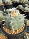 Lophophora Williamsii  8-9 cm 25 years old seed ownroot flower seedling ロフォフォラ　烏羽玉　仔吹き サボテン