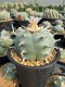 Lophophora Williamsii  8-9 cm 25 years old seed ownroot flower seedling ロフォフォラ　烏羽玉　仔吹き サボテン