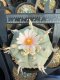 Lophophora Williamsii  8-9 cm 25 years old seed ownroot flower seedling ロフォフォラ　烏羽玉　仔吹き サボテン