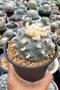 Rare Lophophora Williamsii 7-8 cm 15 years old seed ownroot flower seedling ロフォフォラ　烏羽玉　仔吹き　サボテン