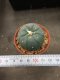 1 plant Lophophora williamsii Peyote plants-cactus-cacti-cactaceae