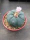 1 plant Lophophora williamsii Peyote plants-cactus-cacti-cactaceae