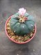 1 plant Lophophora williamsii Peyote plants-cactus-cacti-cactaceae