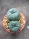 2 plant Lophophora williamsii Peyote plants-cactus-cacti-cactaceae