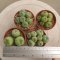 Lophophora fricii 5-6 cm 12 years old seed ownroot flower seedling ロフォフォラ 烏羽玉　仔吹き サボテン