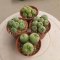 Lophophora fricii 5-6 cm 12 years old seed ownroot flower seedling ロフォフォラ 烏羽玉　仔吹き サボテン