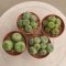 Lophophora fricii 5-6 cm 12 years old seed ownroot flower seedling ロフォフォラ 烏羽玉　仔吹き サボテン