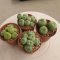 Lophophora fricii 5-6 cm 12 years old seed ownroot flower seedling ロフォフォラ 烏羽玉　仔吹き サボテン