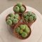 Lophophora fricii 5-6 cm 12 years old seed ownroot flower seedling ロフォフォラ 烏羽玉　仔吹き サボテン