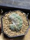 Lophophora Williamsii Cristata  8-9 cm 25 years old seed ownroot flower seedling ロフォフォラ　烏羽玉　仔吹き サボテン