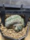 Lophophora Williamsii Cristata  8-9 cm 25 years old seed ownroot flower seedling ロフォフォラ　烏羽玉　仔吹き サボテン