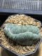 Lophophora Williamsii Cristata  8-9 cm 25 years old seed ownroot flower seedling ロフォフォラ　烏羽玉　仔吹き サボテン