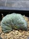 Lophophora Williamsii Cristata  8-9 cm 25 years old seed ownroot flower seedling ロフォフォラ　烏羽玉　仔吹き サボテン