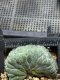 Lophophora Williamsii Cristata  8-9 cm 25 years old seed ownroot flower seedling ロフォフォラ　烏羽玉　仔吹き サボテン