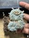 Lophophora Williamsii  8-9 cm 25 years old seed ownroot flower seedling ロフォフォラ　烏羽玉　仔吹き サボテン