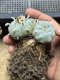 Lophophora Williamsii  8-9 cm 25 years old seed ownroot flower seedling ロフォフォラ　烏羽玉　仔吹き サボテン