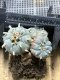 Lophophora Williamsii  8-9 cm 25 years old seed ownroot flower seedling ロフォフォラ　烏羽玉　仔吹き サボテン