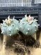 Lophophora Williamsii  8-9 cm 25 years old seed ownroot flower seedling ロフォフォラ　烏羽玉　仔吹き サボテン