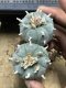 Lophophora Williamsii  8-9 cm 25 years old seed ownroot flower seedling ロフォフォラ　烏羽玉　仔吹き サボテン