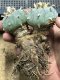 Lophophora Williamsii  8-9 cm 25 years old seed ownroot flower seedling ロフォフォラ　烏羽玉　仔吹き サボテン