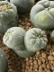 Lophophora Fricii Cristata  2-3 cm 5 years old seed ownroot flower seedling ロフォフォラ　烏羽玉　仔吹き サボテン