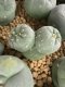 Lophophora Fricii Cristata  2-3 cm 5 years old seed ownroot flower seedling ロフォフォラ　烏羽玉　仔吹き サボテン