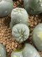 Lophophora Fricii Cristata  2-3 cm 5 years old seed ownroot flower seedling ロフォフォラ　烏羽玉　仔吹き サボテン