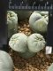 Lophophora Fricii Cristata  2-3 cm 5 years old seed ownroot flower seedling ロフォフォラ　烏羽玉　仔吹き サボテン